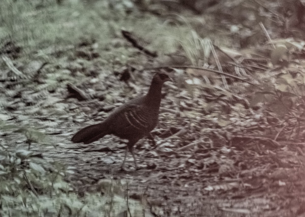 Kalij Pheasant - ML619926202