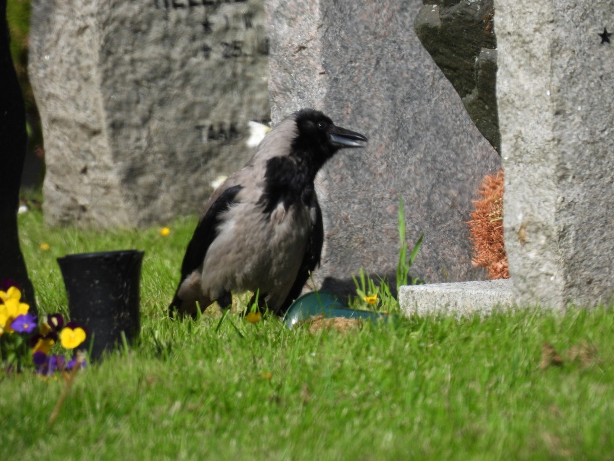 Hooded Crow - ML619926211