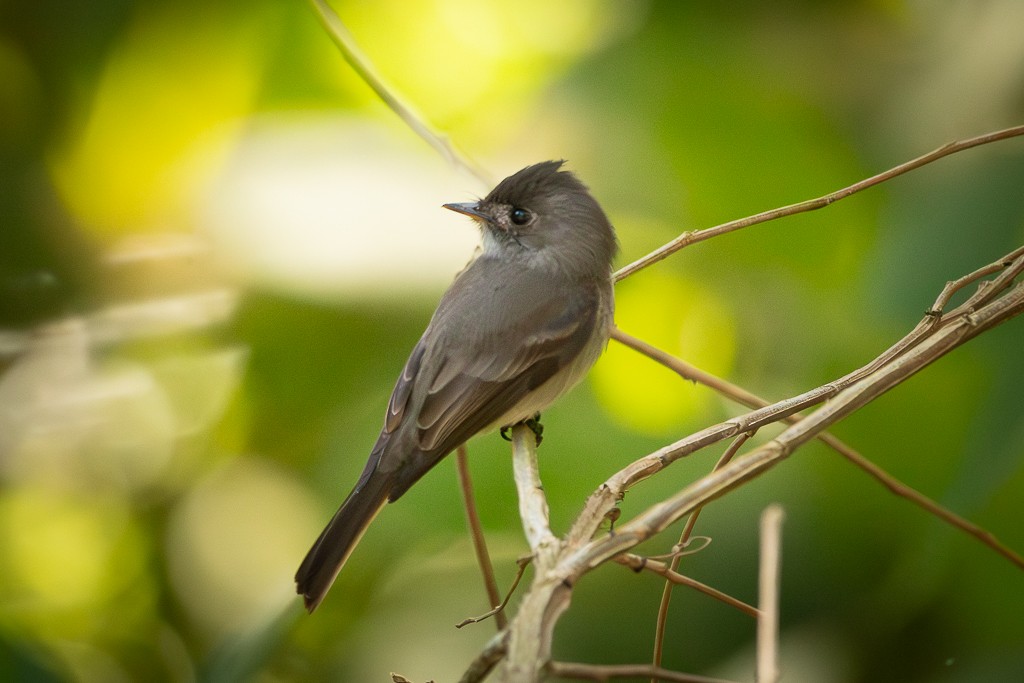 Southern Tropical Pewee - ML619926212