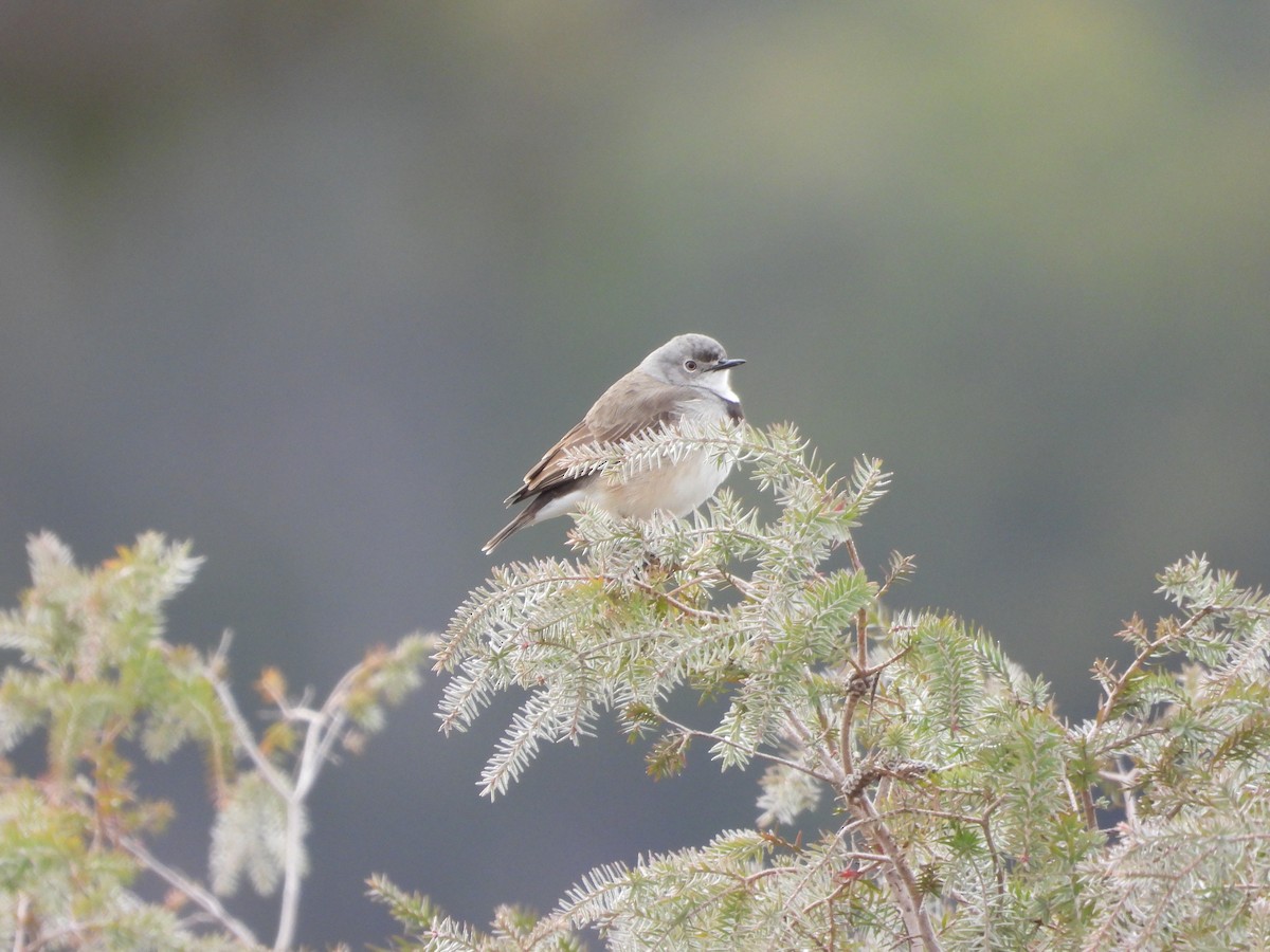 White-fronted Chat - ML619926215
