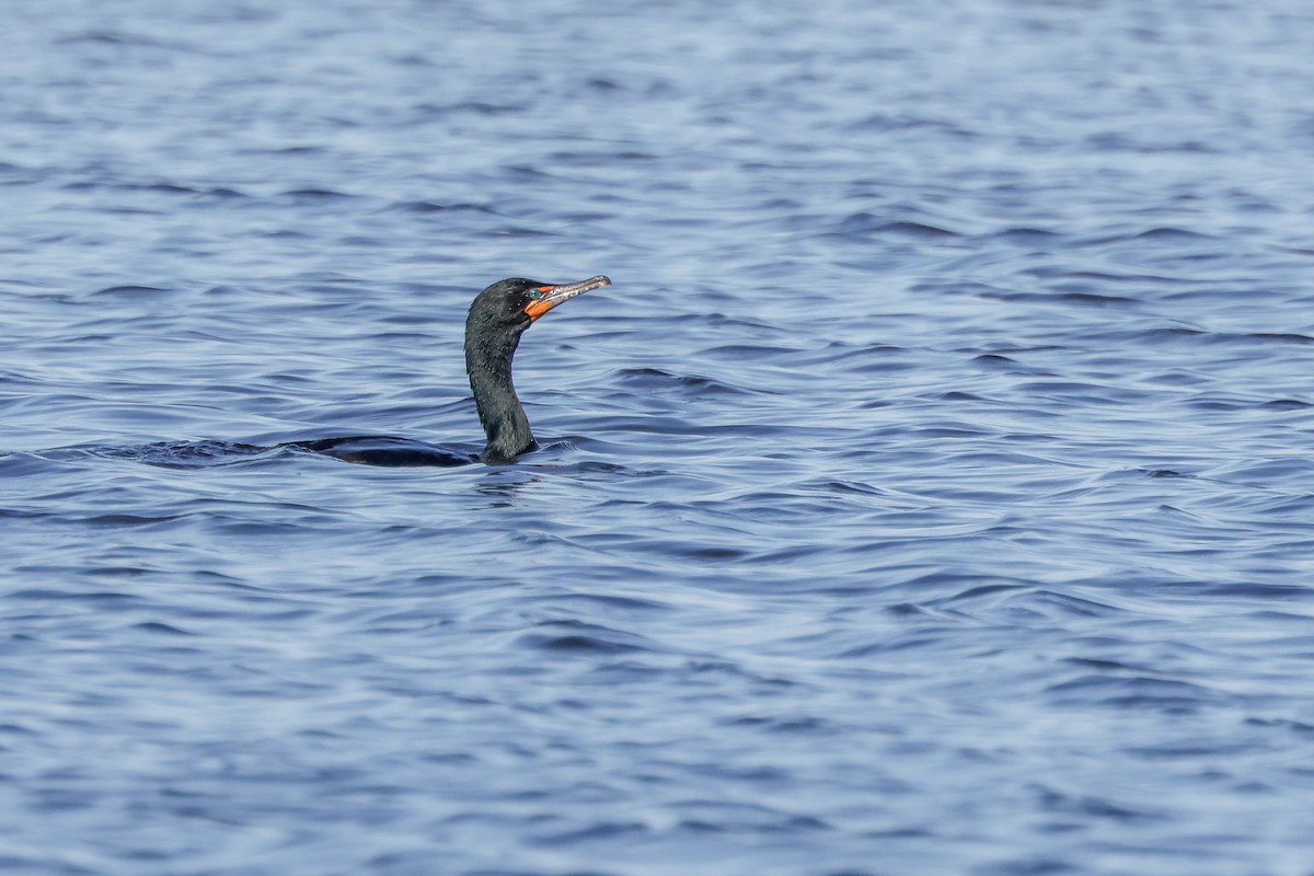 Cormorán Orejudo - ML619926221