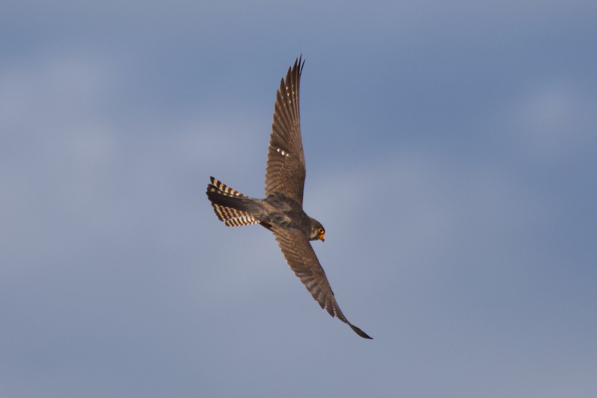 Red-footed Falcon - ML619926229
