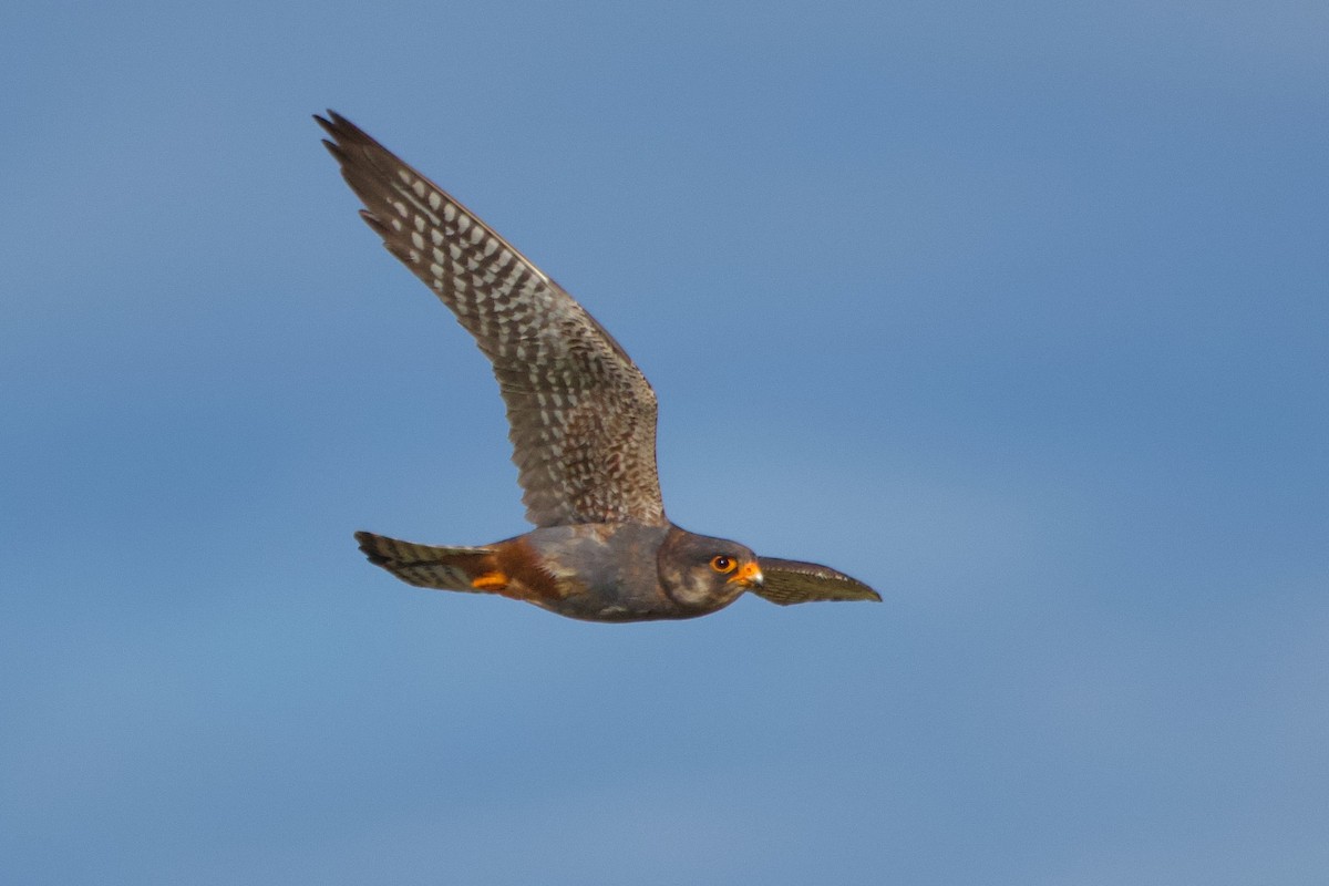 Red-footed Falcon - ML619926234