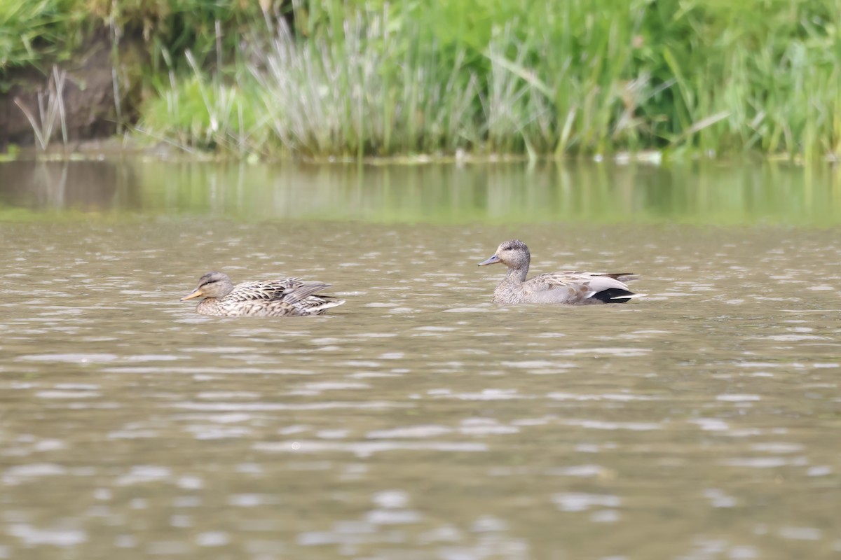 Gadwall - ML619926238