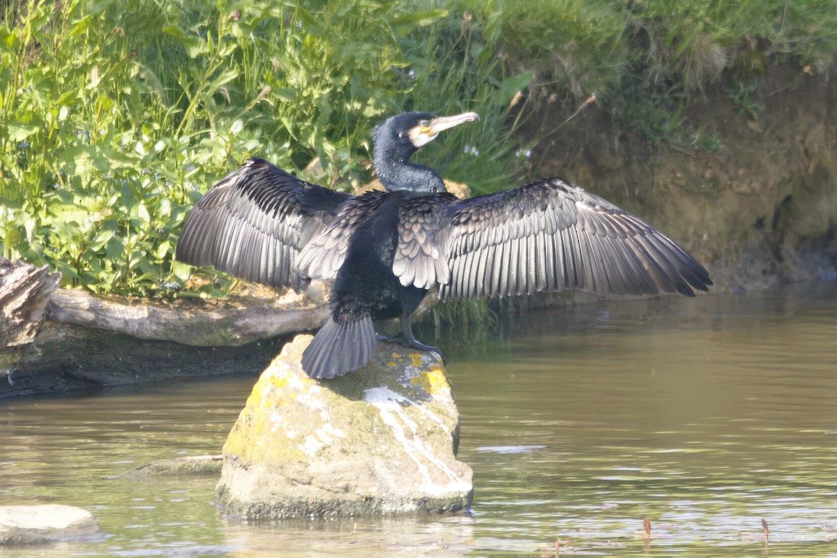 Great Cormorant - ML619926245