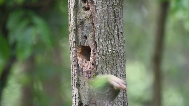 White-cheeked Barbet - ML619926254
