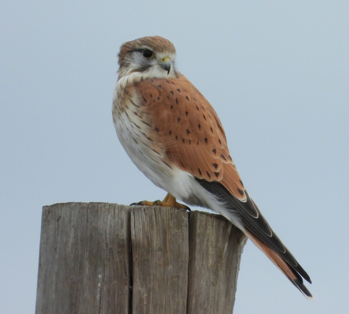 Nankeen Kestrel - ML619926256