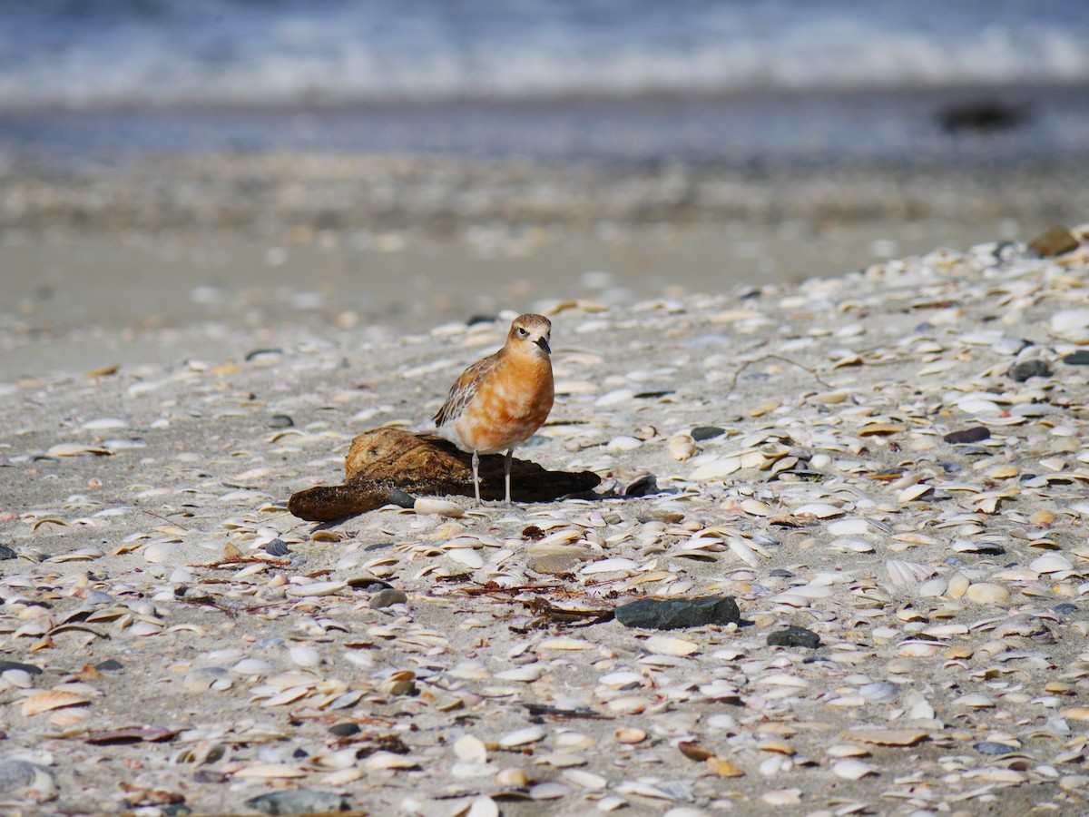 Red-breasted Dotterel - ML619926262