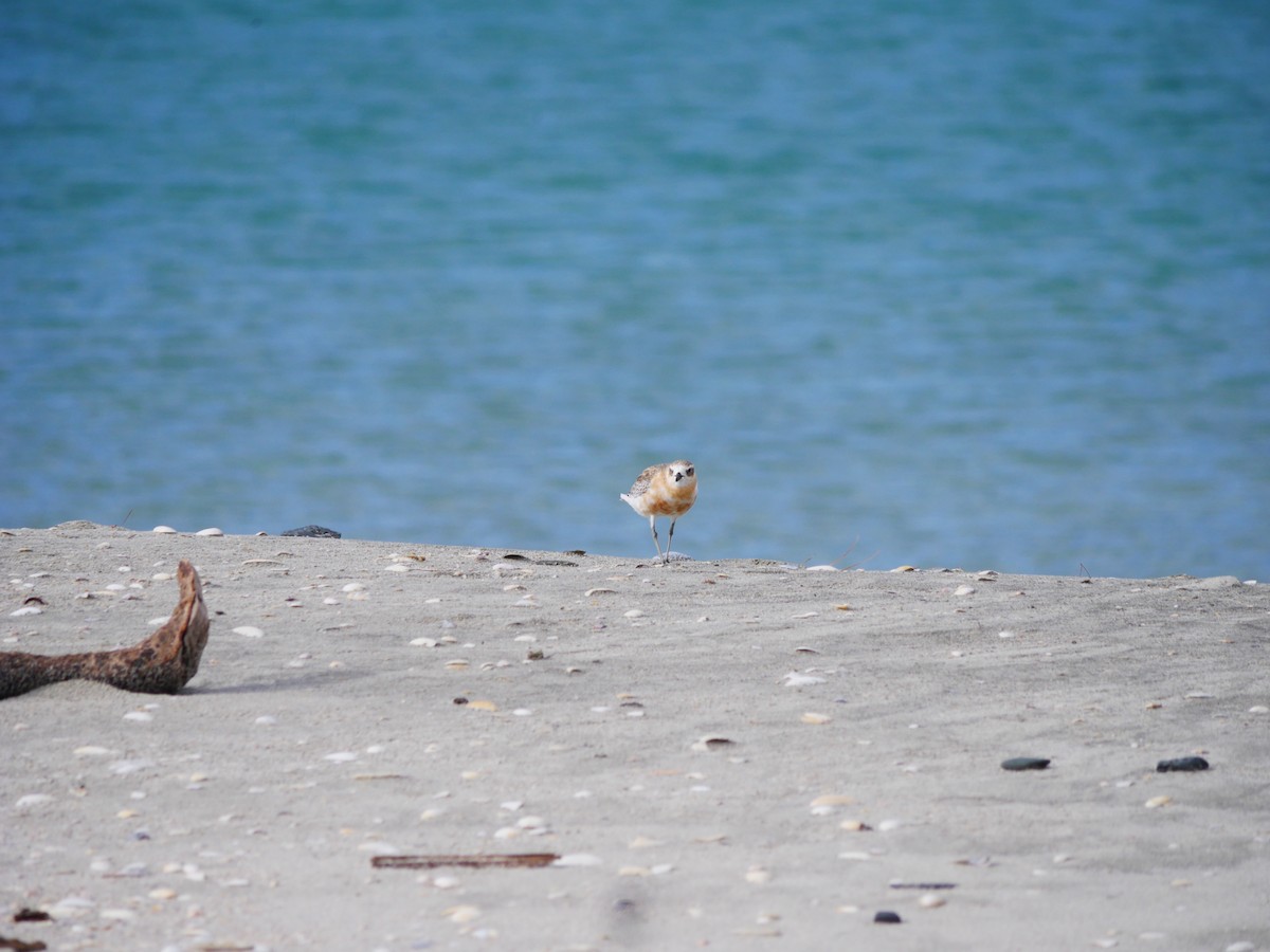 Red-breasted Dotterel - ML619926263