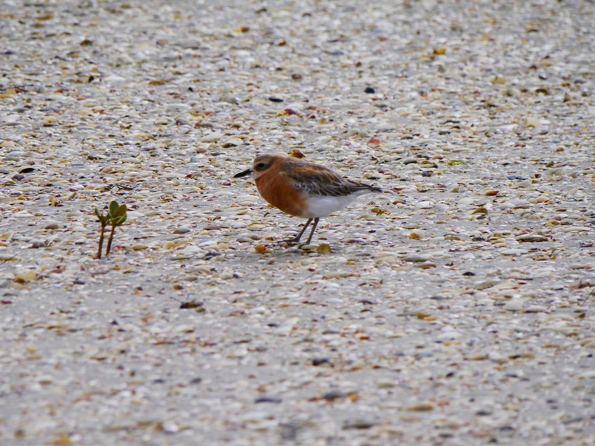 Red-breasted Dotterel - ML619926264