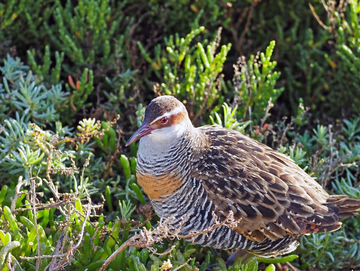 Buff-banded Rail - ML619926277