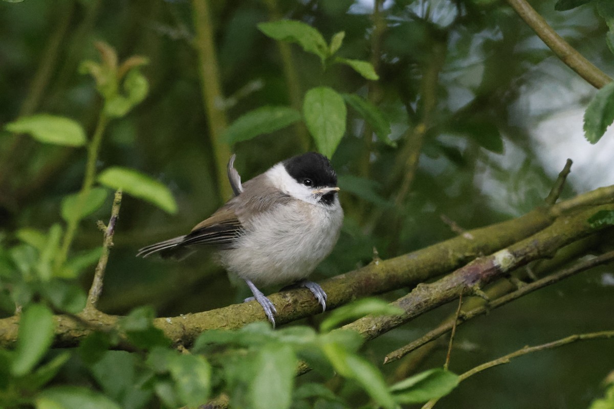 Marsh Tit - ML619926282