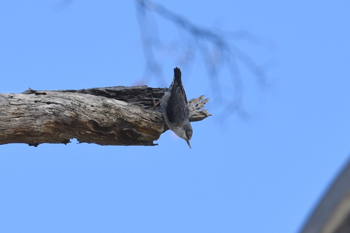 Varied Sittella - ML619926285