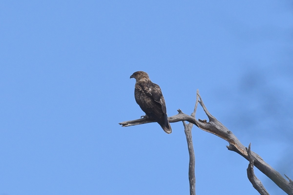 Whistling Kite - ML619926291