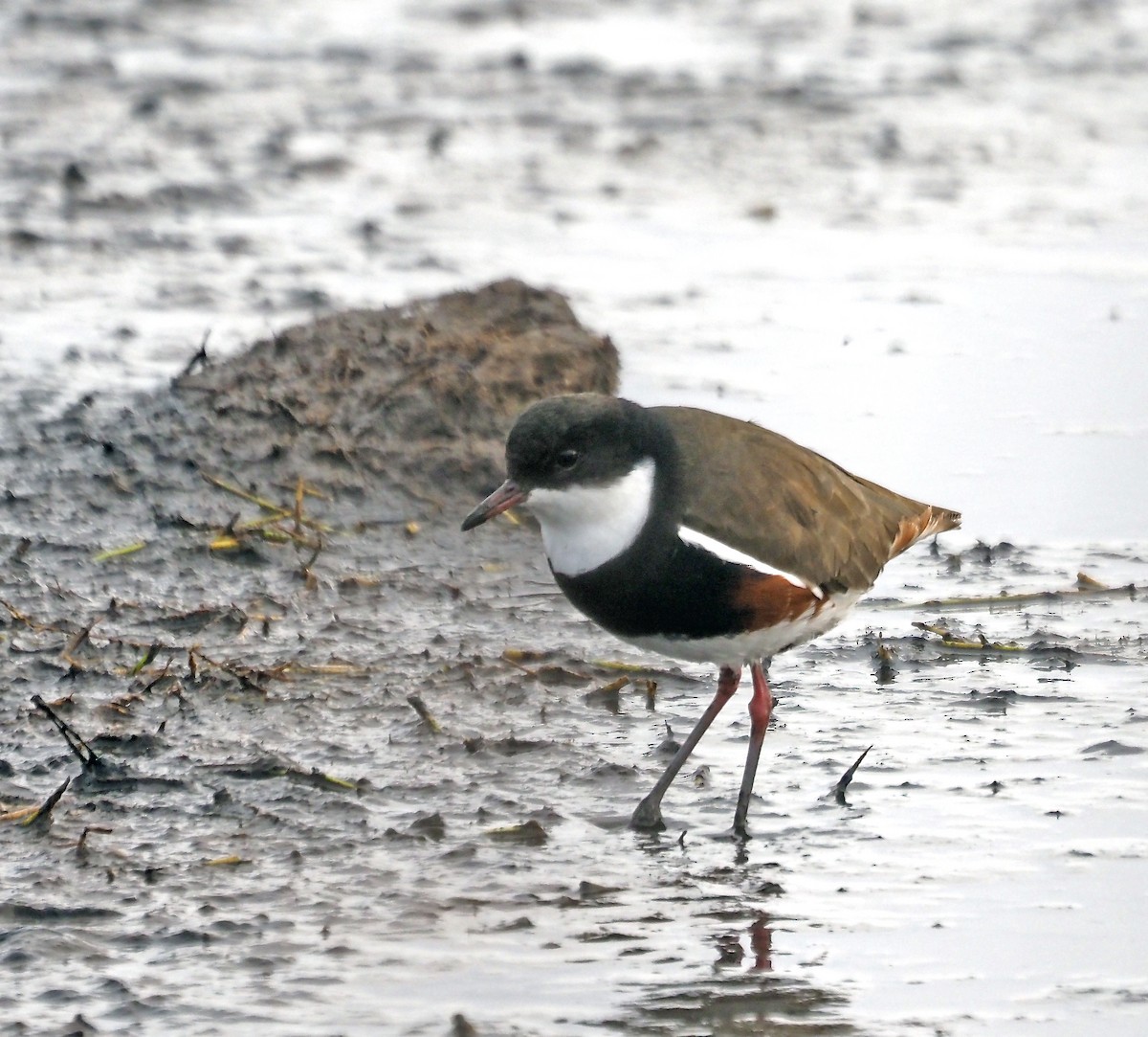 Red-kneed Dotterel - ML619926292
