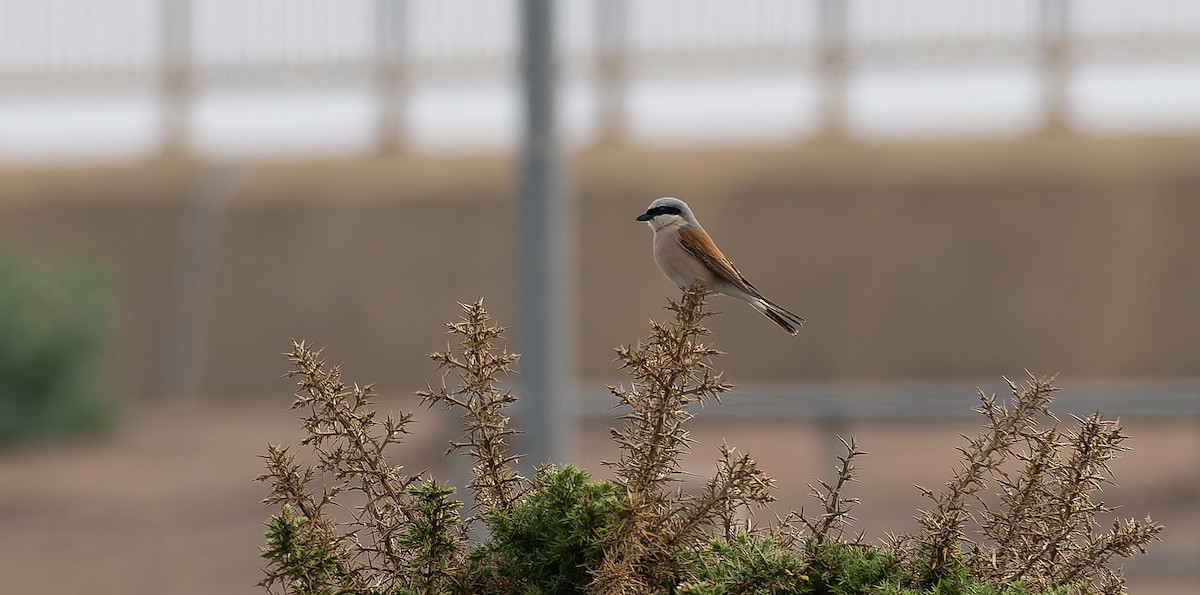 Red-backed Shrike - ML619926297