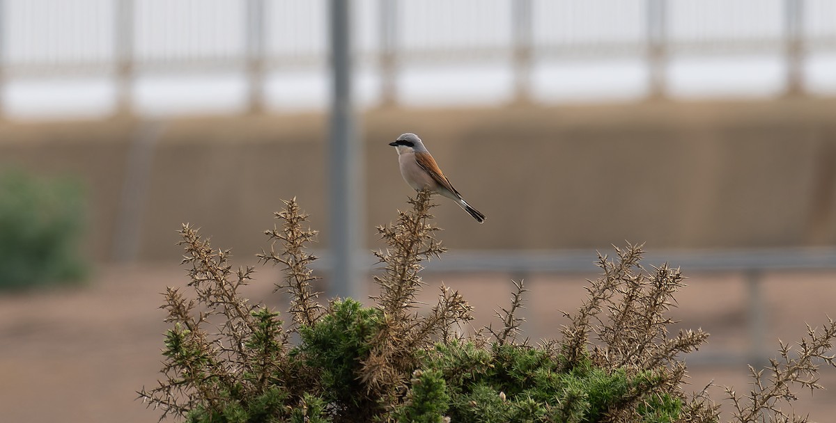 Red-backed Shrike - ML619926299