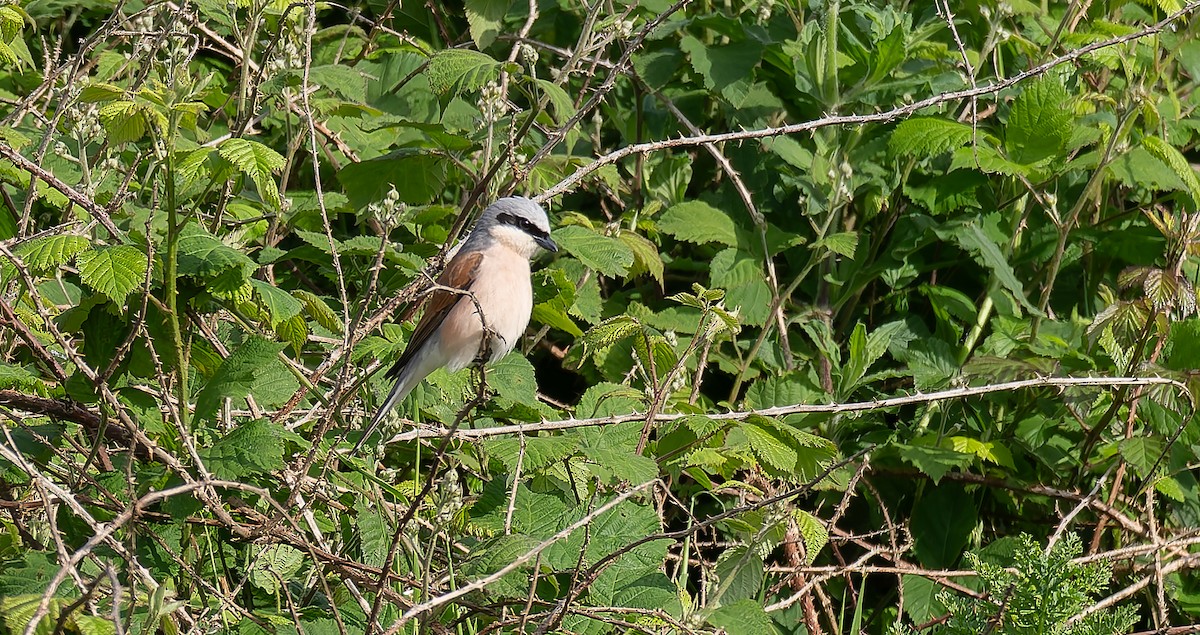 Red-backed Shrike - ML619926301