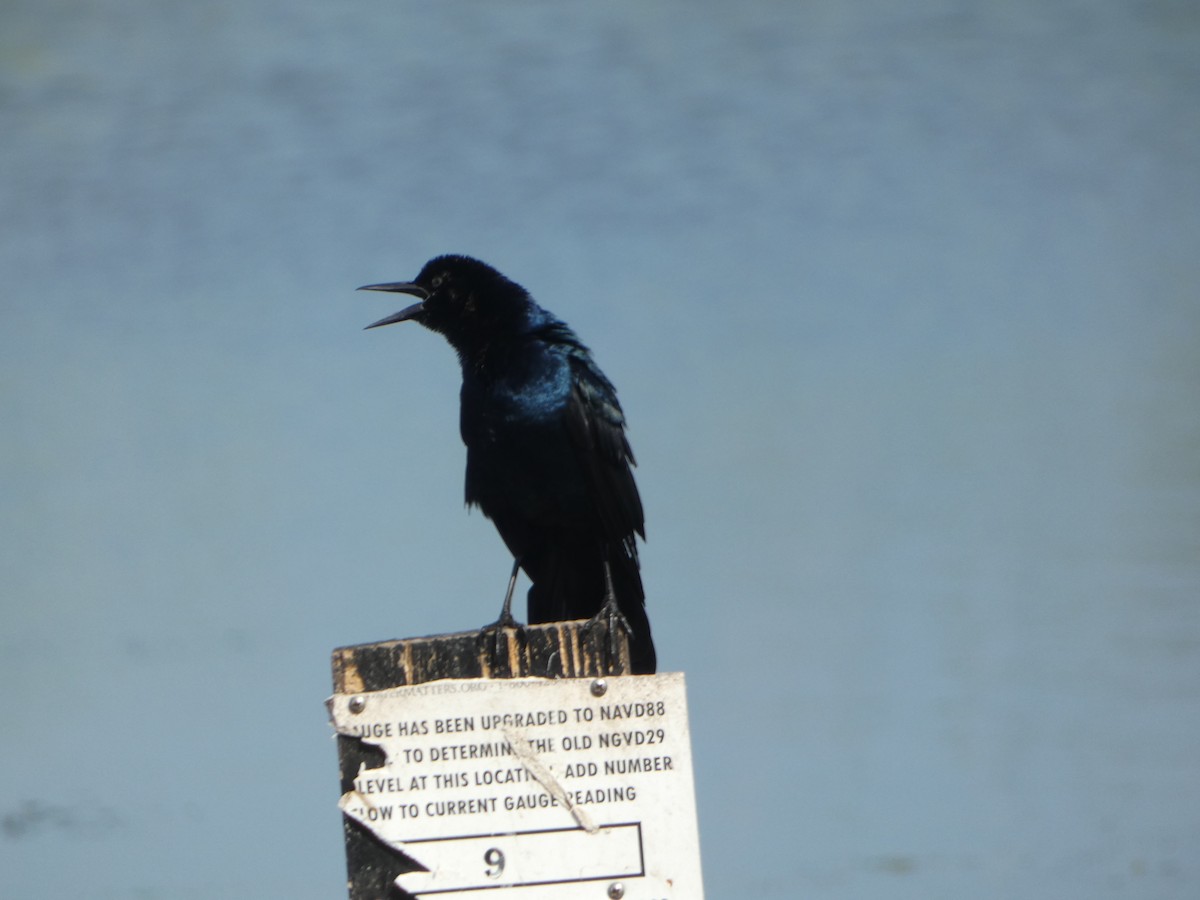 Boat-tailed Grackle - ML619926314