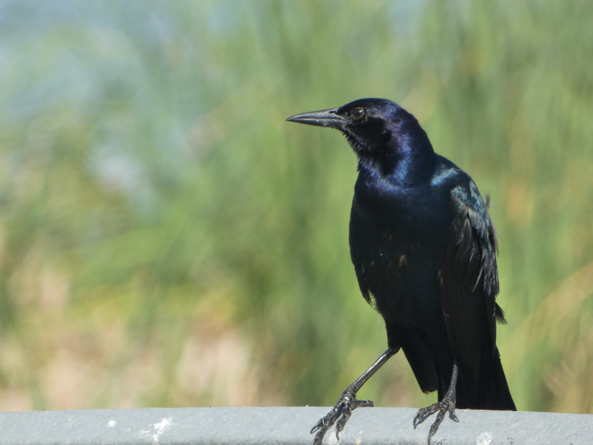 Boat-tailed Grackle - ML619926315