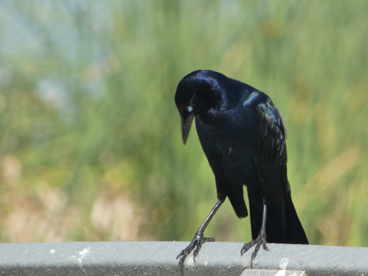 Boat-tailed Grackle - ML619926316