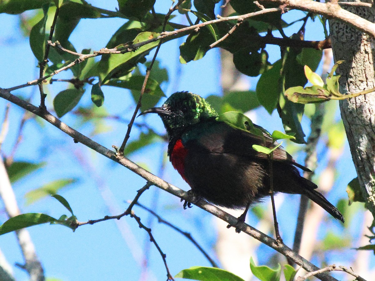 Neergaard's Sunbird - ML619926321