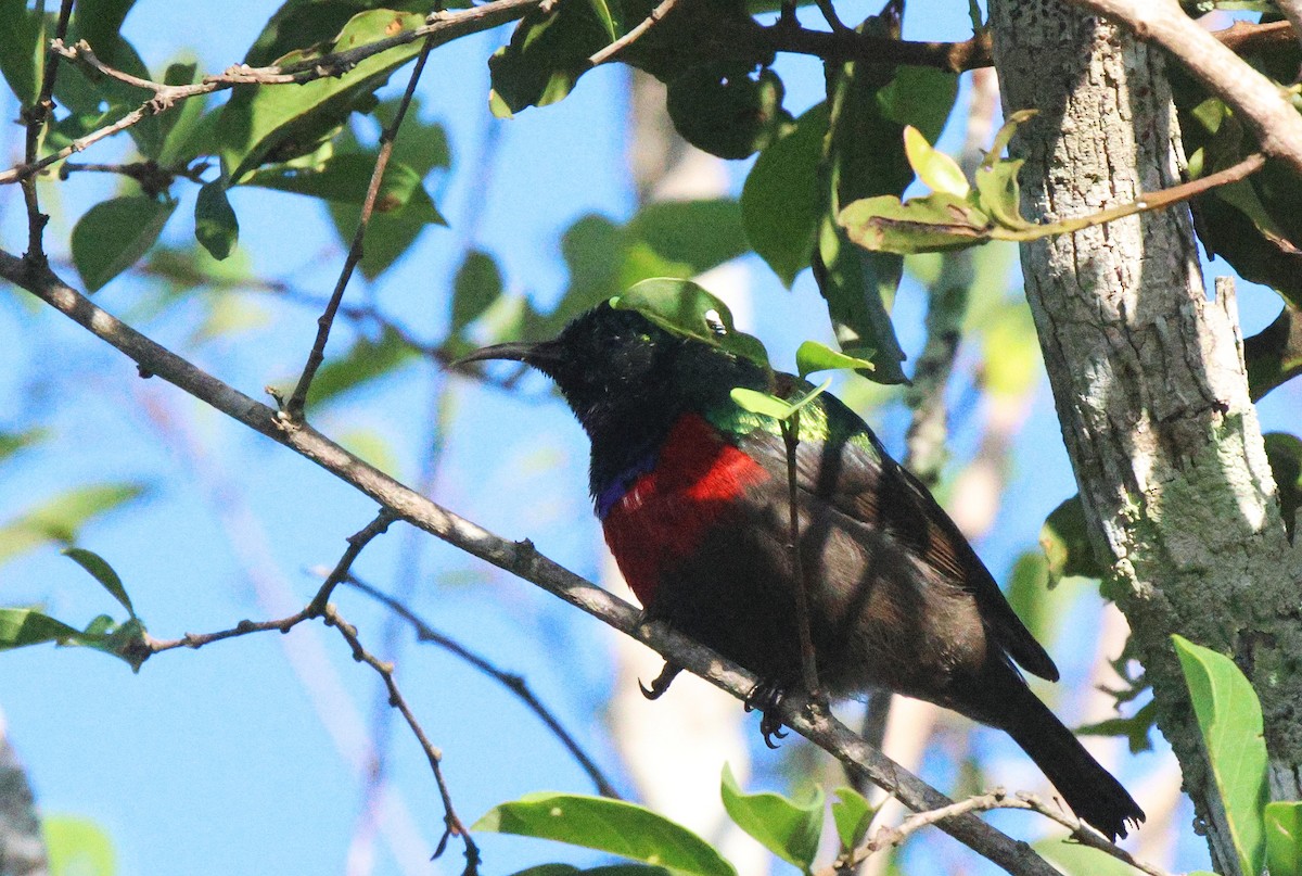 Neergaard's Sunbird - ML619926322