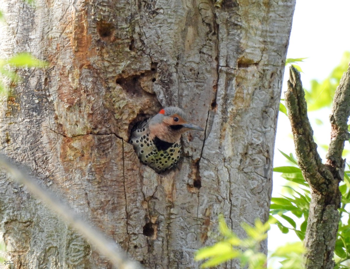 Northern Flicker (Yellow-shafted) - ML619926323