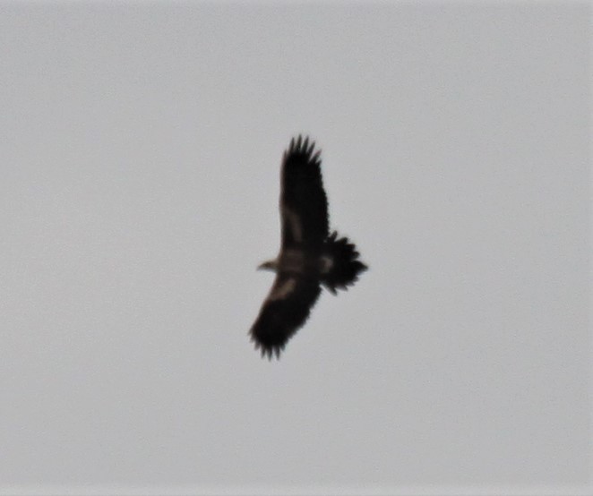 Wedge-tailed Eagle - ML619926334