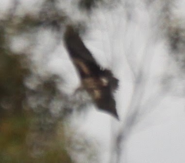 Wedge-tailed Eagle - ML619926335