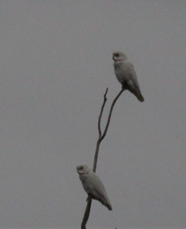 Little Corella - ML619926342