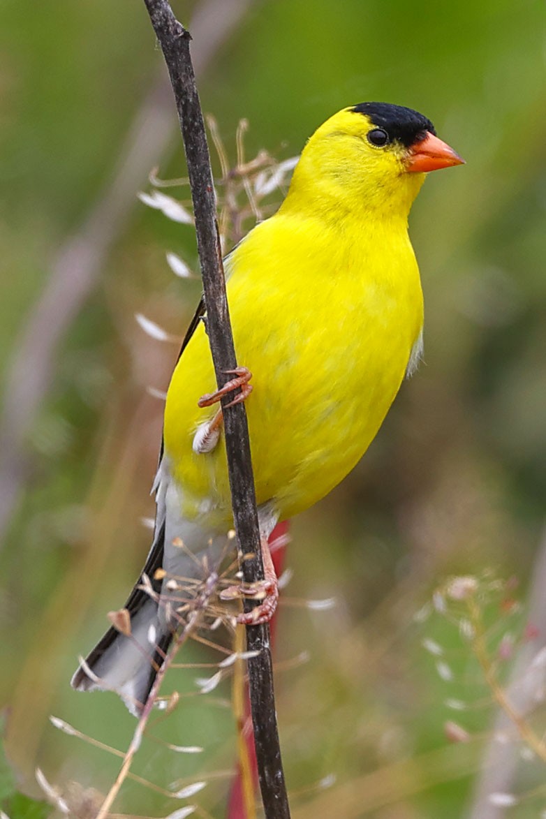 American Goldfinch - ML619926343