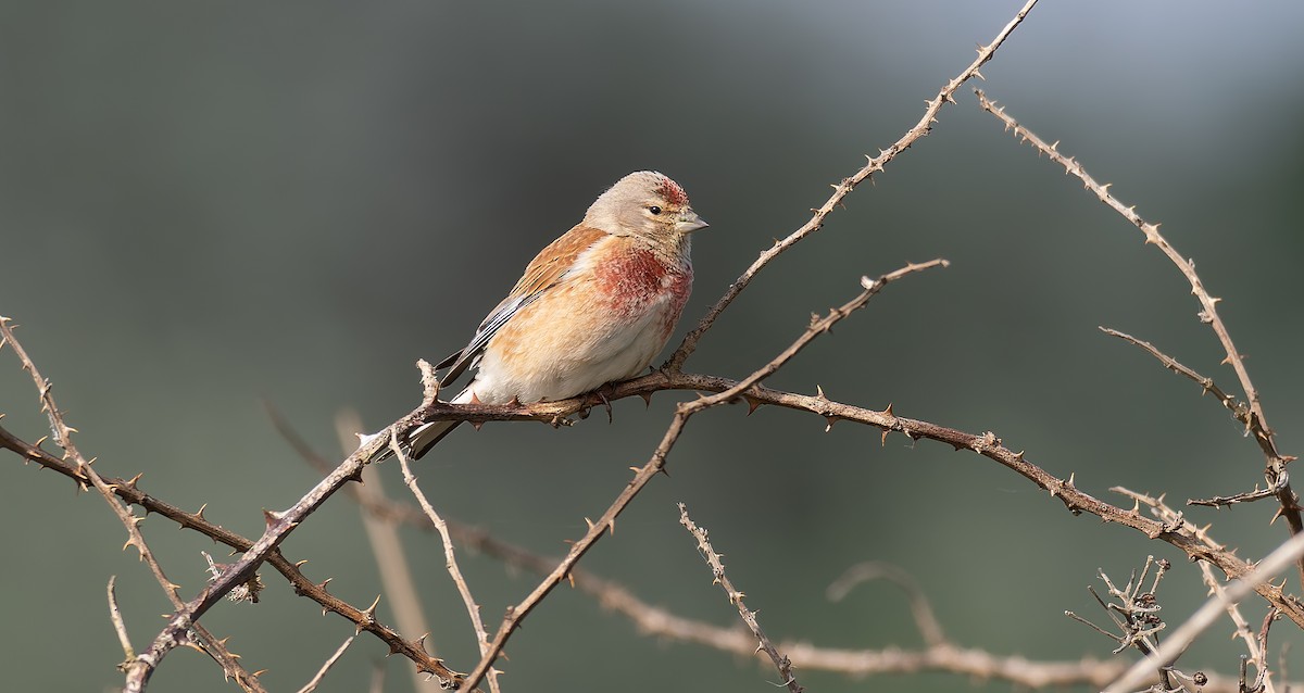 Eurasian Linnet - ML619926345