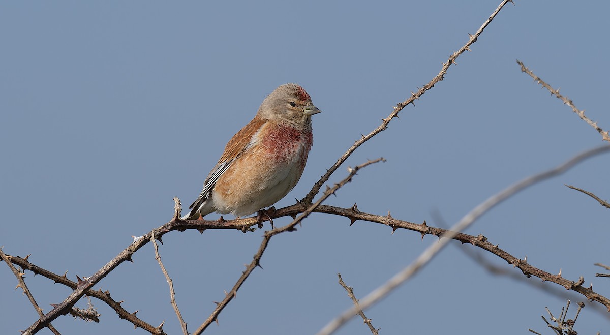 Eurasian Linnet - ML619926346