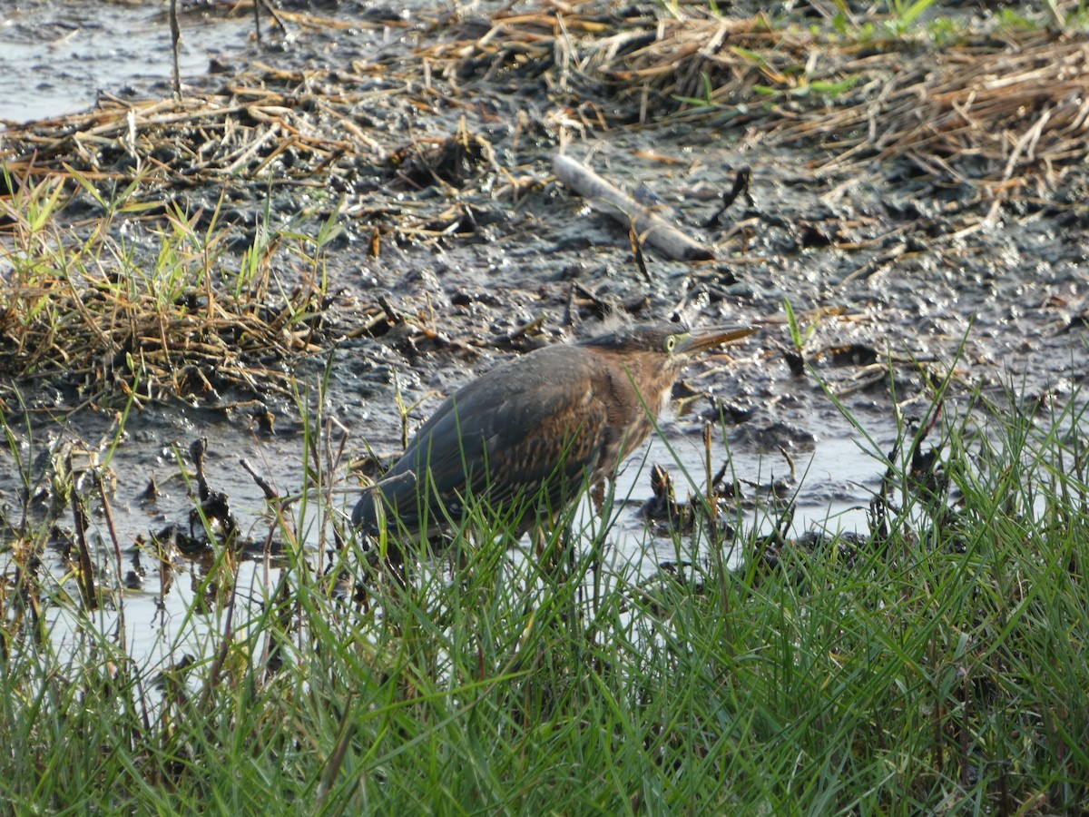 Green Heron - ML619926361