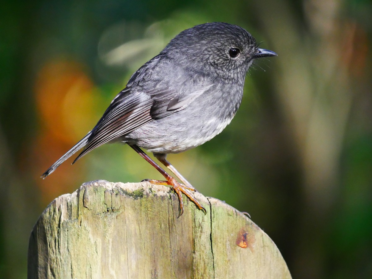 North Island Robin - ML619926366