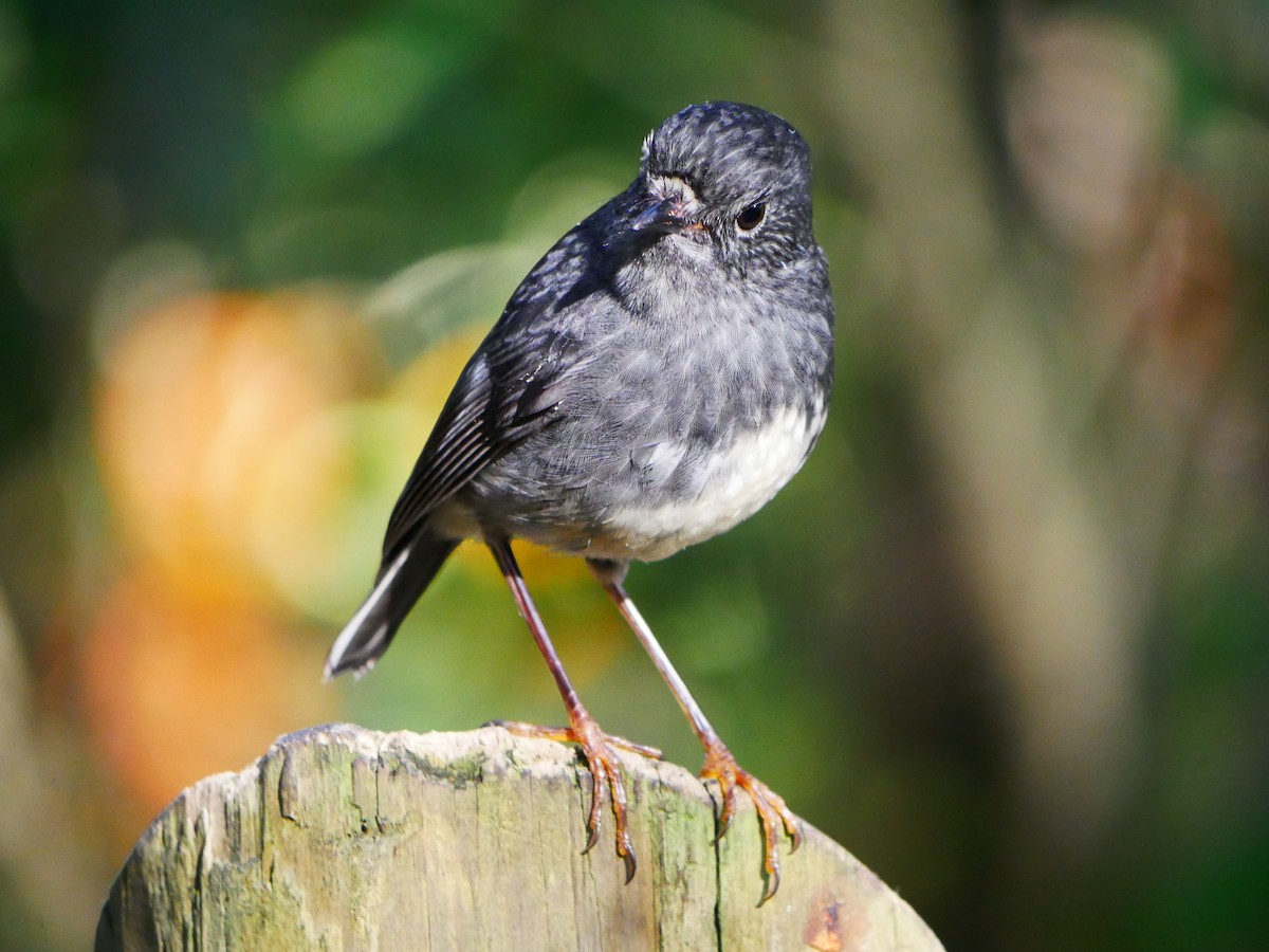 North Island Robin - ML619926367