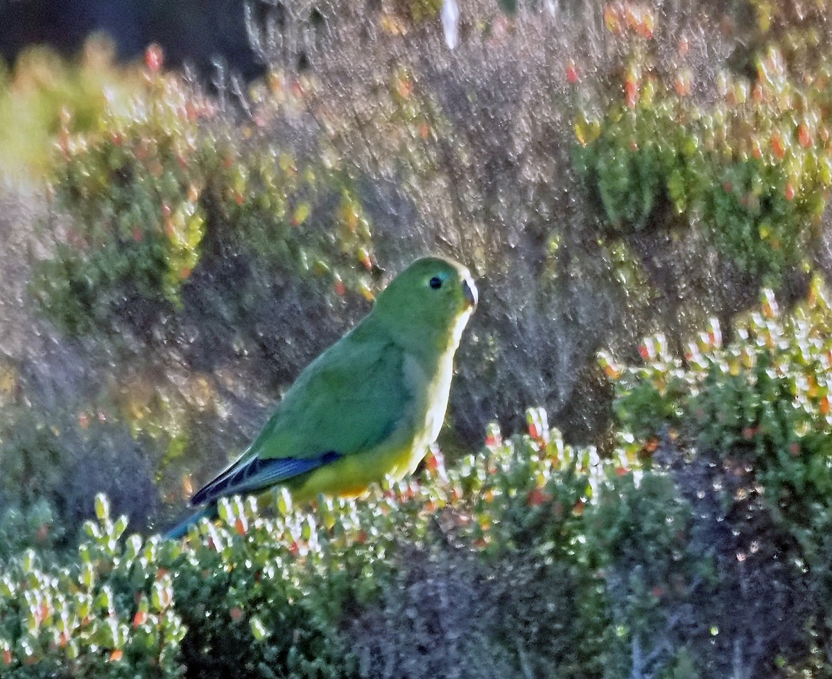 Orange-bellied Parrot - ML619926373