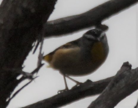 Spotted Pardalote - ML619926378