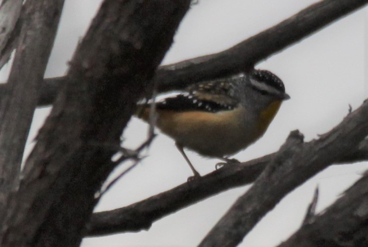 Spotted Pardalote - ML619926379