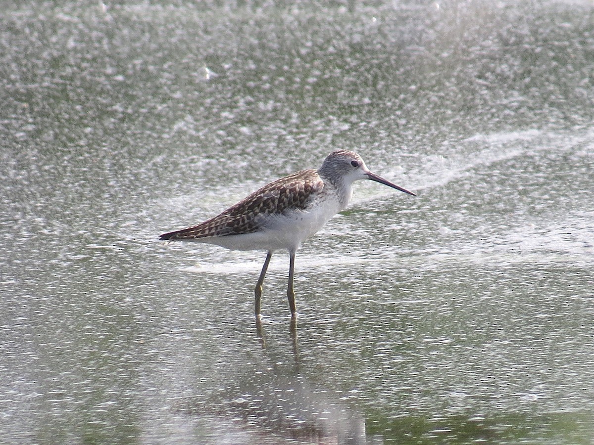 Teichwasserläufer - ML619926380