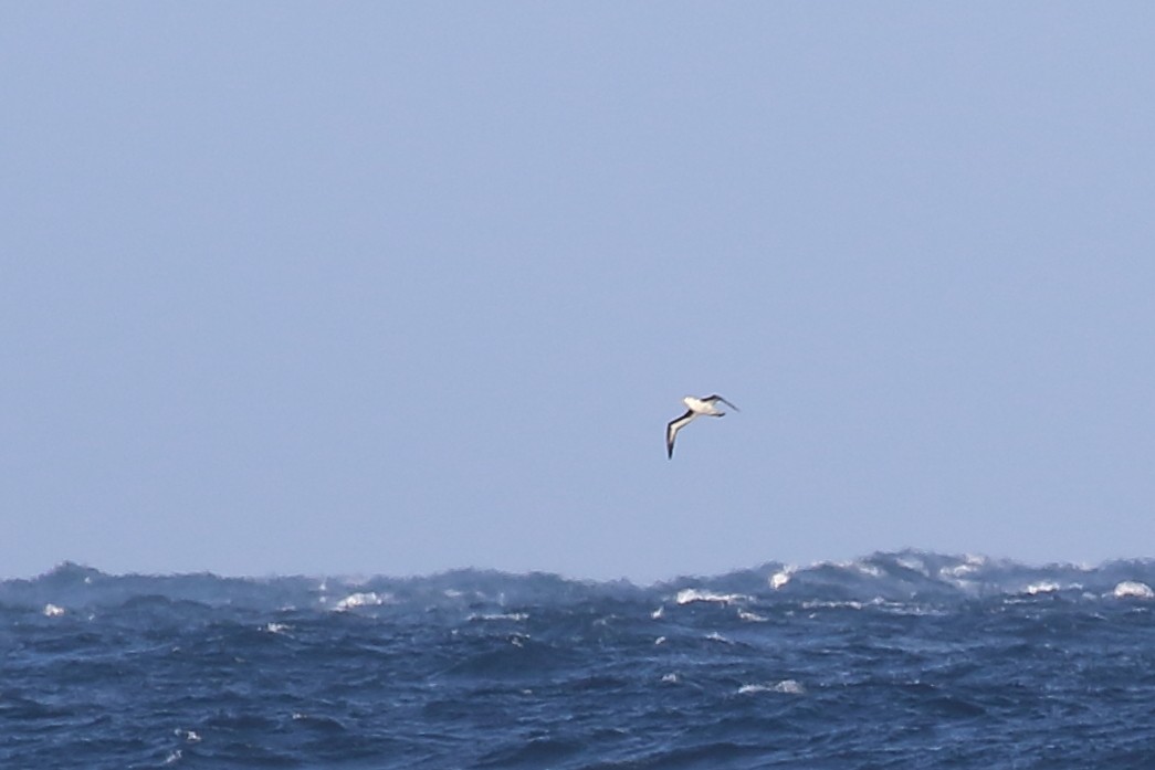 albatros černobrvý - ML619926387