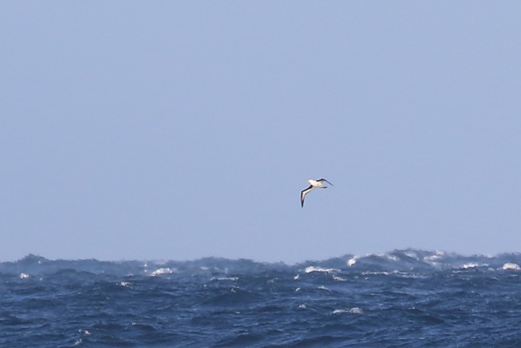 Black-browed Albatross - ML619926387