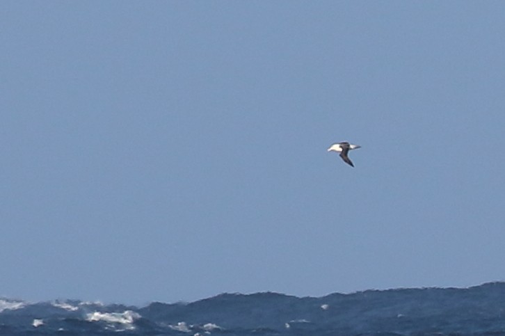 Black-browed Albatross - ML619926388