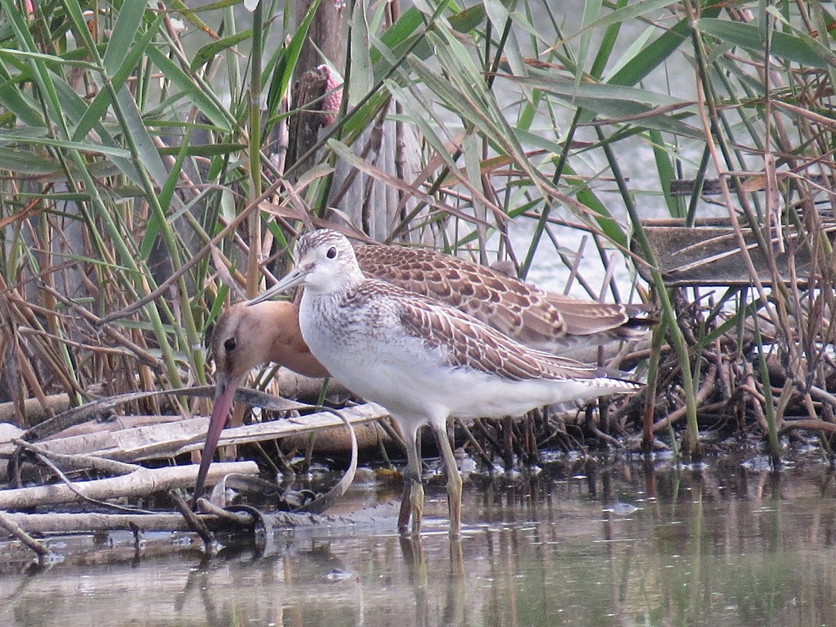 Common Greenshank - ML619926389