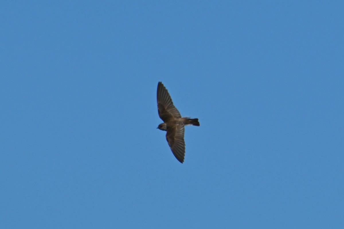 Northern Rough-winged Swallow - ML619926391