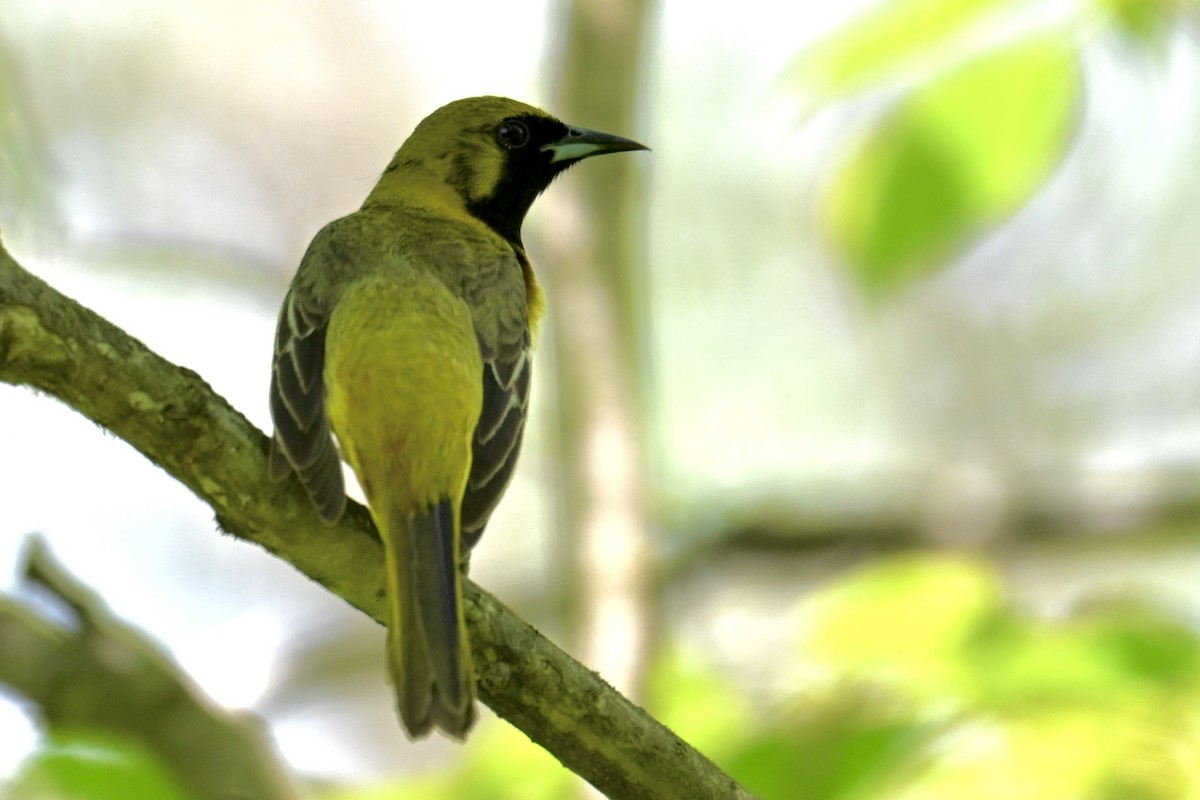 Orchard Oriole - ML619926393