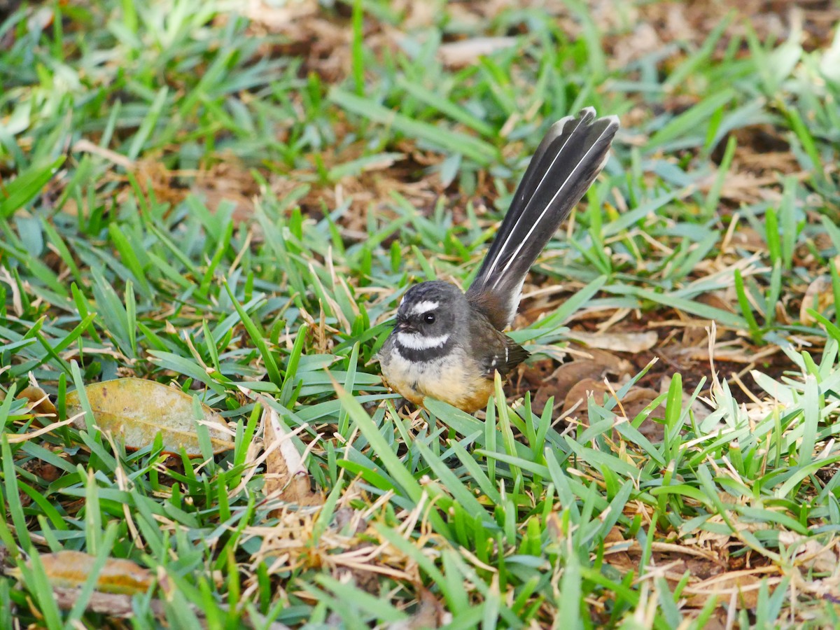 New Zealand Fantail - ML619926396