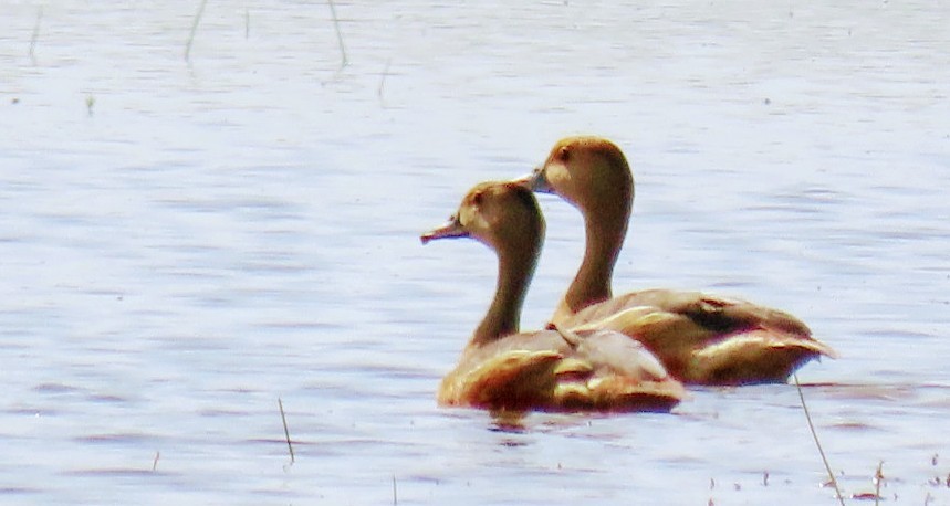 Lesser Whistling-Duck - ML619926430