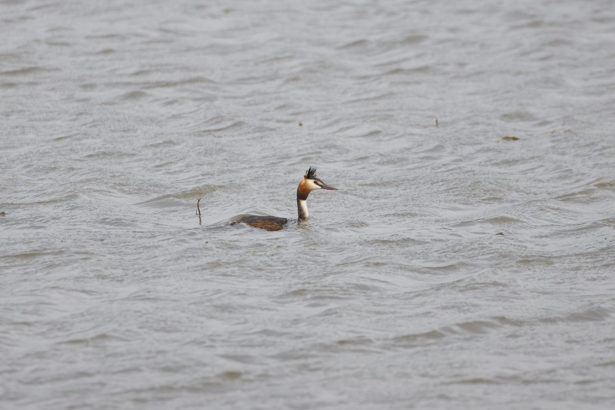 Great Crested Grebe - ML619926436